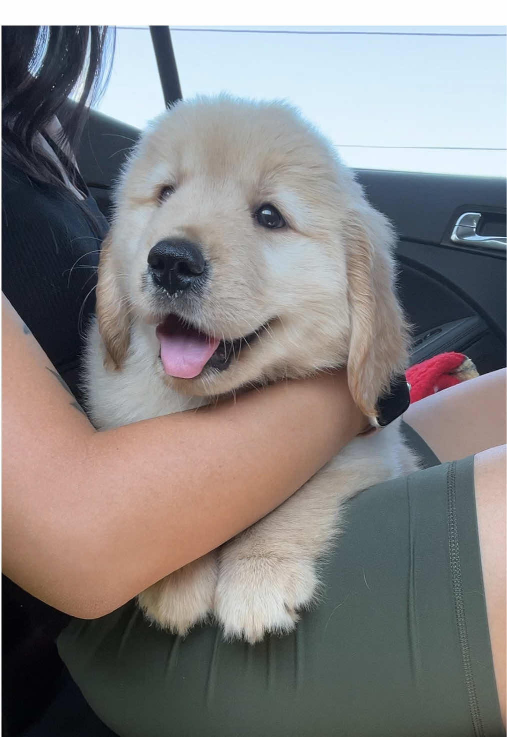 Lemon’s Gotcha Day 🍋 #goldenretriever #goldenretrieverpuppy #goldenretrieverlife 
