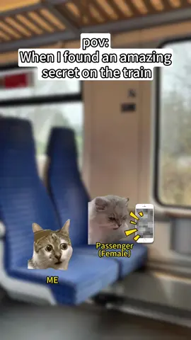 when i found an amazing secret on train #catmeme #catsoftiktok #cat #Foryou 