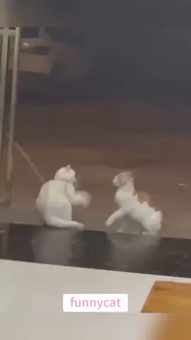 so funny!!!#cats #cutecats #foryou #funnytiktok #funnyvideos #usa #funnyanimals #fypシ #cute #funnycat #catlover #funnypets #viral #funny