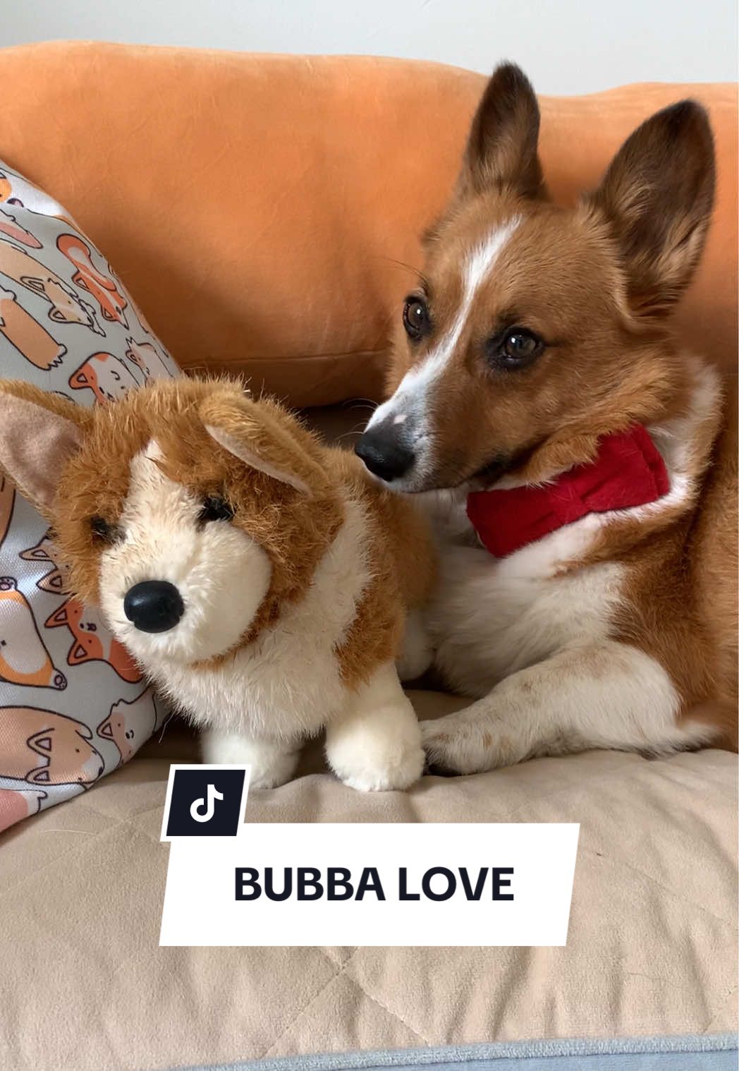 Crouton loves to take care of his BFF, bubba ❤️