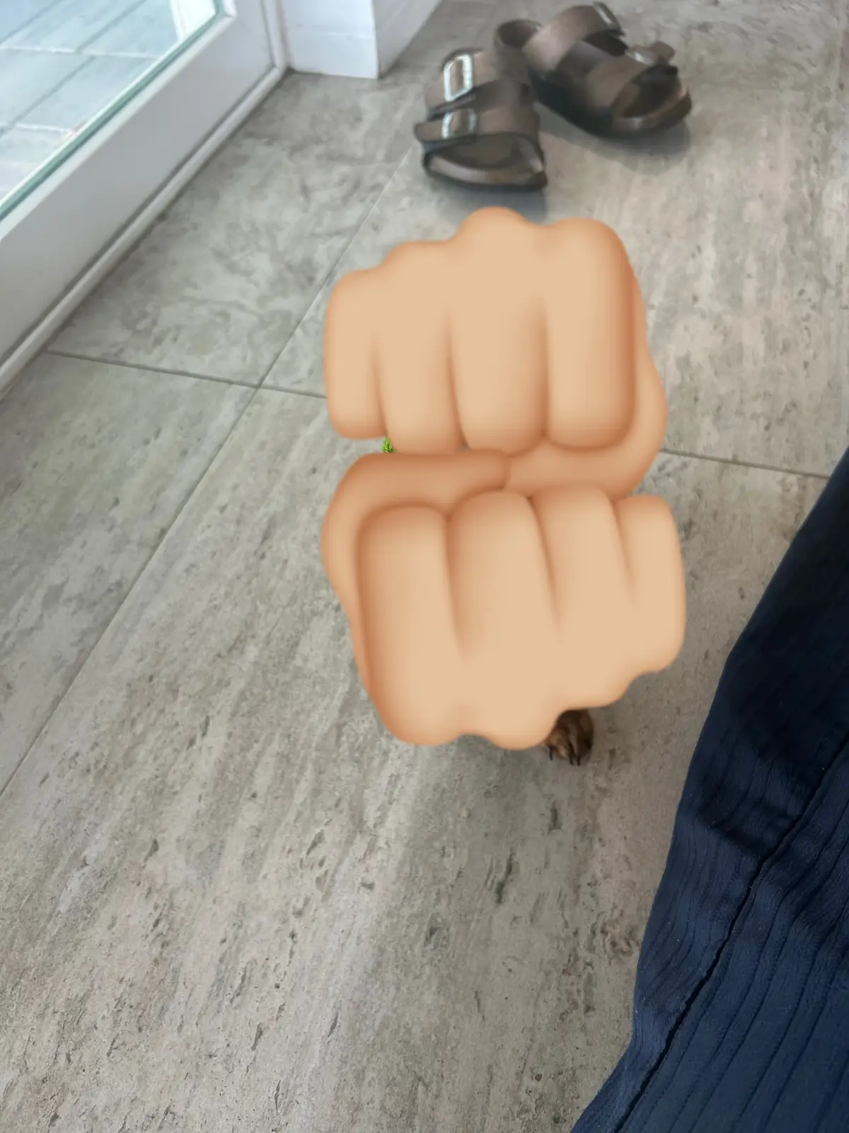 #dachshund #dachshundsoftiktok 