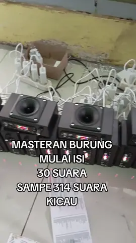 sini kumpul yang hobi kicau #masteranburungmp3 