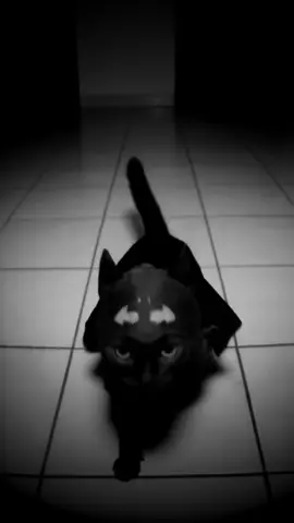 Can’t believe he did that  #fyp #cutecat 