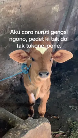 Eman setahun ngkas dadi scopy😂 #fypage #pedetsuper #masukberandafyp #blantiksapi #fouryou#4u 