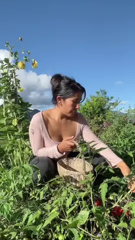Recogiendo tomates del huerto.