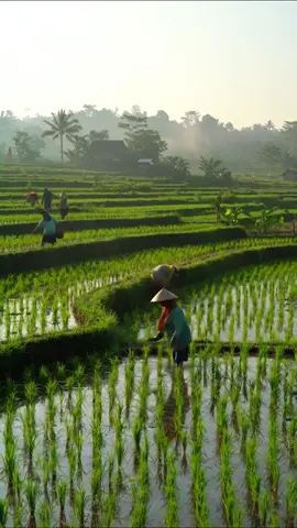 suasana damai sejuk sawah pedesaan #relaxing #sawahpadi #pedesaan #nature #healing 