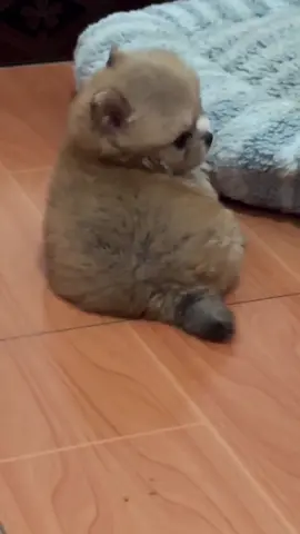 ✨ Just look at this fluffy little puffball! 🐶💛 This chubby Pomeranian puppy is melting hearts with every blink. Can you handle this much cuteness? 😍 Tag a friend who needs to see this tiny bundle of joy! #Pomeranian #PuppyLove #TooCuteToHandle #FluffyBaby #DogTok