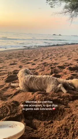 ❤️‍🩹🥹  #dogperson❤️ 