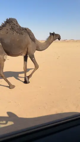 #راعي_العلياا #الجفره #اصاقب #الهضب #رنيه #عفيف #ماشاءالله #سبيع 
