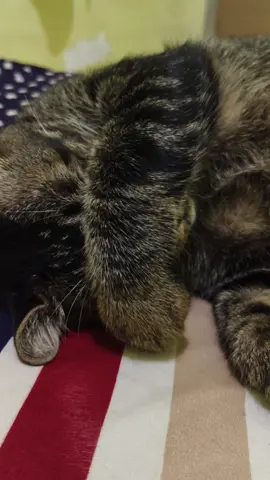 silauuuuu #kucinggemoy #kucinggemes #catlover #catsoftiktok #cat 