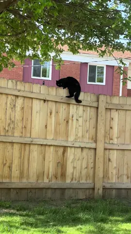 #catsoftiktok #blackcatsoftiktok #blackcats #straycat #biscuit 