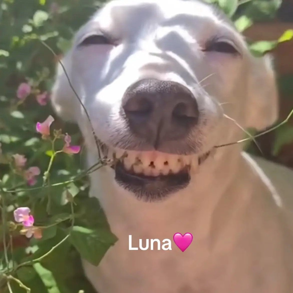 #Luna #beaglemix