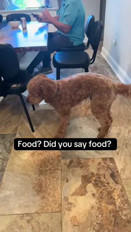 Poor thing really does try but everytime he puts both legs up 🤣 #dogsoftiktok #doodlesoftiktok #fentysuperbrandday #goldendoodle 