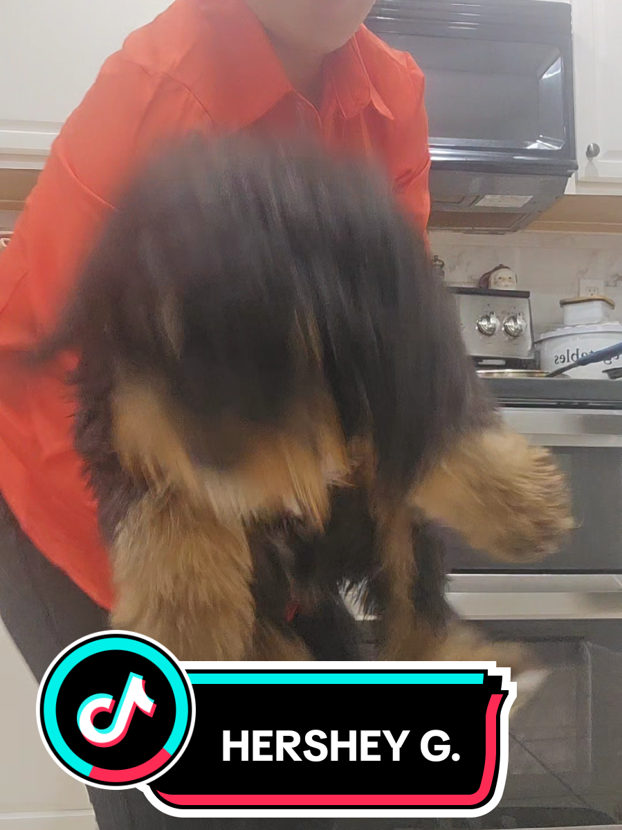Dancing with our baby Bear! #whenimwithyou #fyp #bernadoodle #dog #dogsoftiktok 