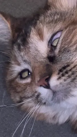 #weirdpets 