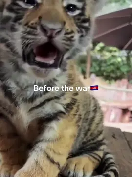 #CapCut #Cambodia #🇰🇭 