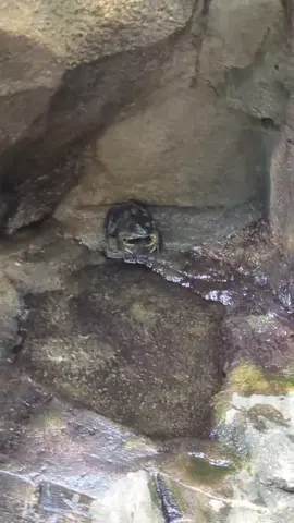 he skipped like a rock #frog #bullfrog 