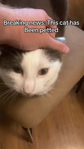Breaking news #cats #catsoftiktok #fypシ #petting 