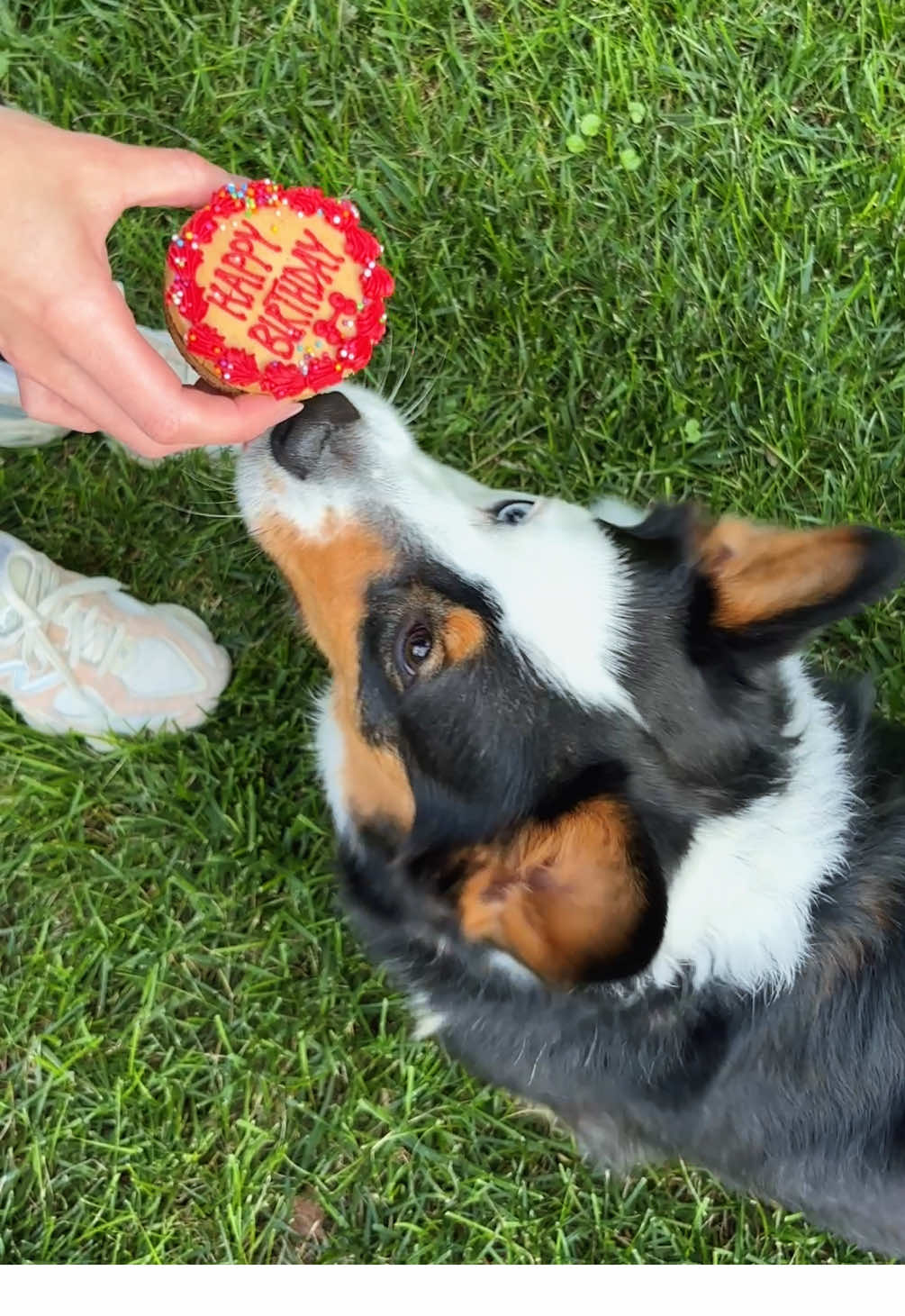 Had to make sure the best boy had the best day 🥰🐾🎉 #dogbirthday #corgi #dogsoftiktok #birthdayboy #petlover #dogmom 