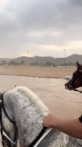 احلا يوممم 🐎 🖤 .  #اكسبلورexplore #نجران #اكسبلور #تصلال #امطار #خيل_وخياله🐎 #ماشاءالله_تبارك_الله_اذكروا_الله #fyppppppppppppppppppppppp #يام #تصوير 