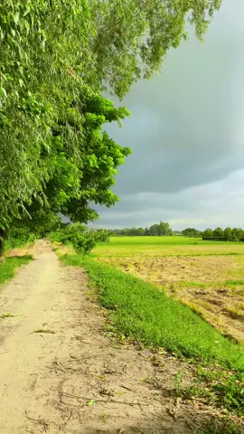 Sang ra một ben nắng đep ..ben mây đen mù mịt thế la mưa ,đang quay chay vô nha k kip lun 🤭🤭🤭#nhachaymoingay #nhacnayhay #fyp #viralvideo #canhdepmientay #canhchillvungque🌾 #canhchill #67angiang 