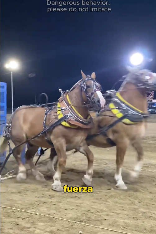 Las 4 razas de caballos más peligrosas del mundo. #horse #world #knowledge #foru #usaus #usa #us 