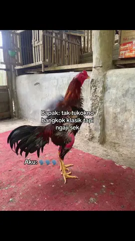 oke🙌 #sasafarm #fyp #foryou #bangkokthailand #ayambangkoksuperindonesia #hobiayam #bangkokselatan #kalsik #fyppppppppppppppppppppppp #storyayam #creatorsearchinsights 