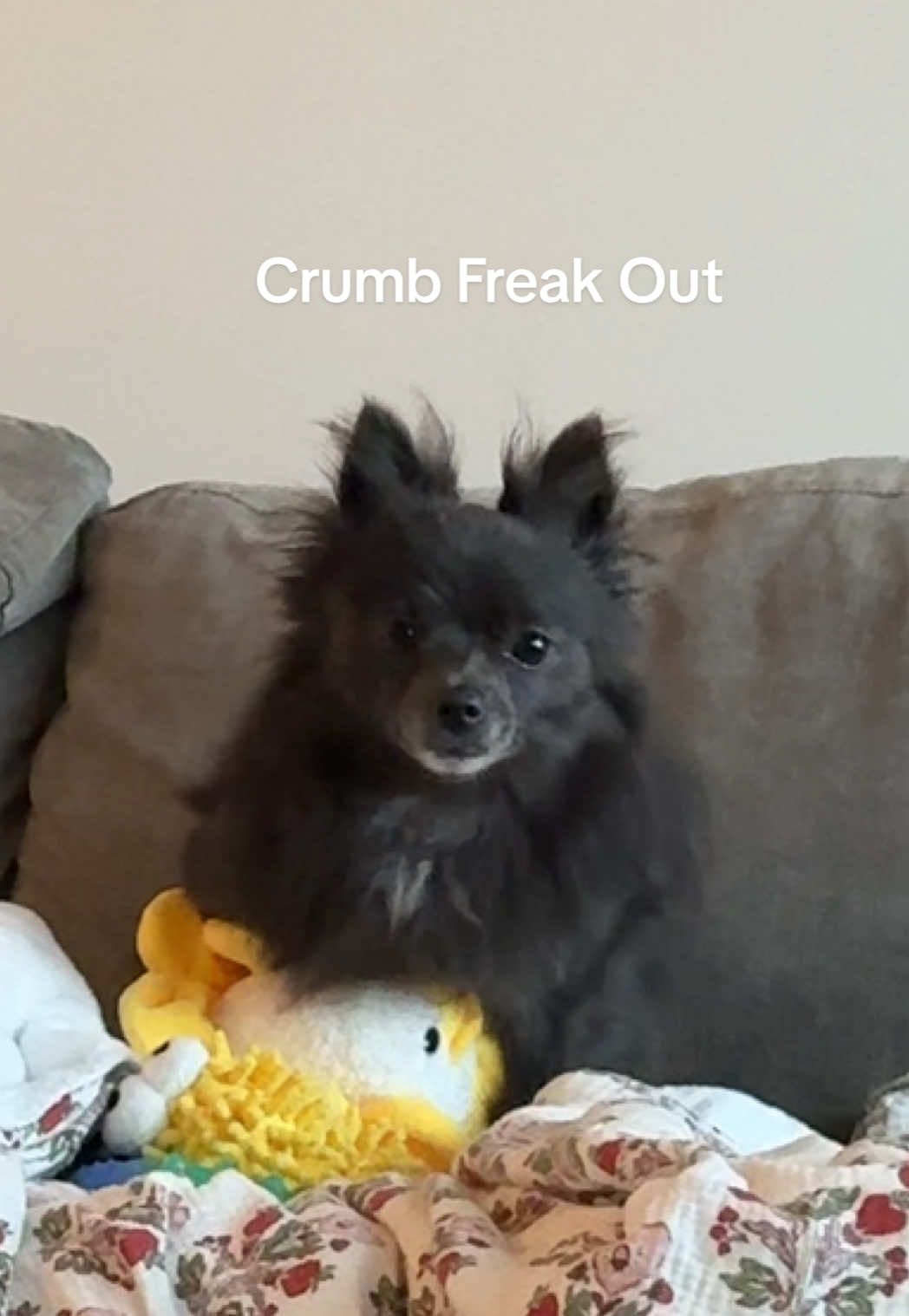 crumb has a new toy she likes a little too much 🫣 #funnydogs #itookhertomypenthouse #freaky #pomeranian 