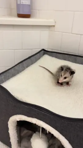 Compost Kitten part 2 🩶🤍 This guy is the cutest. He was a CHAMP during his flea bath but just reminded me how hard it is to be a wild animal (fleas, parasites, weather, hunger)…  BE KIND 👌🏼🌱🐾🌎 #compostkitten #possum #misunderstood #wildlife #animal #homestead #rescue #chicken #wildliferescue #garden #animallover #gardening #compost #nature #cute #opossum 
