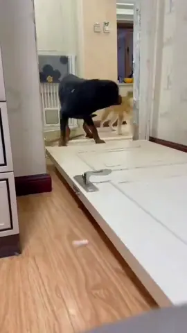 “When your dog knows he messed up 😅” #fyp #dog #doglover #dogs #dogsoftiktok