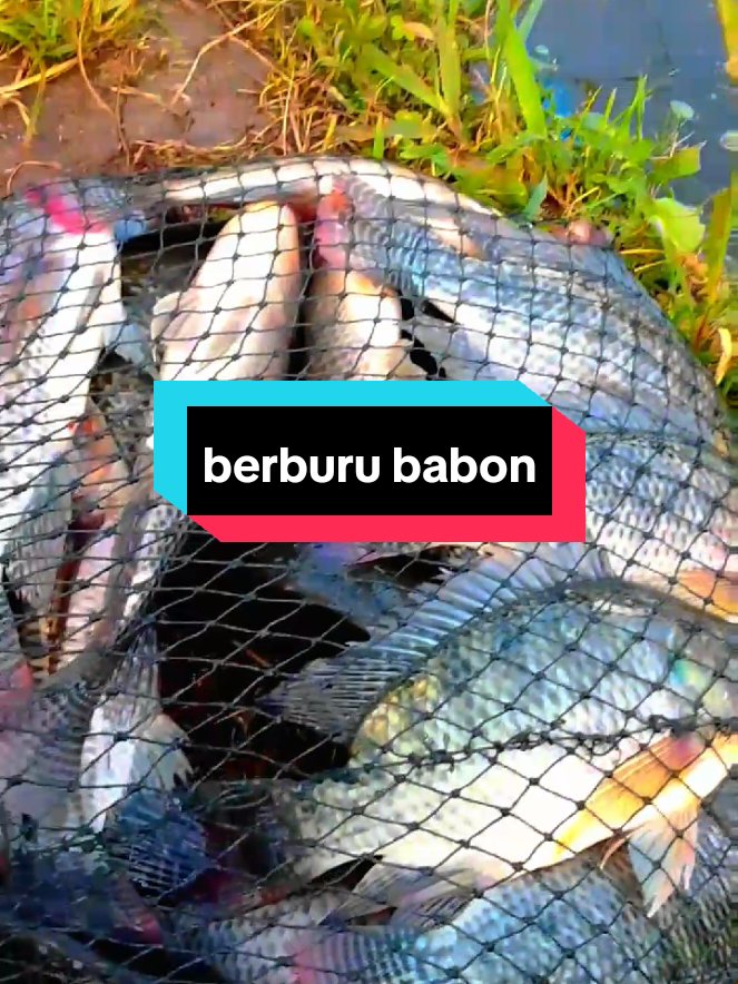berburu nila babon,. #mancing #mancingnila #mancingmania #nilababon #fishing #tiktokmancing #fishinglombok 