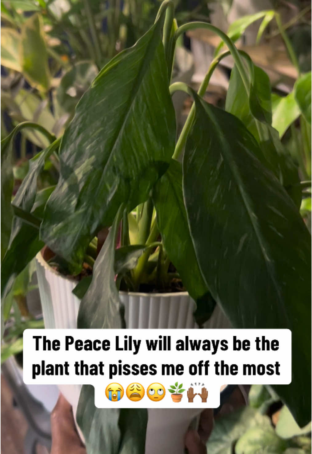 The drama the DRAMAAAA!! Some people say the peace lily gives everything but peace🙄😂 But despite alllll that, I have 5 of them🤭🪴🪴 This one’s name is Janet😊 and when my little one says “Janet fainted!” This is what she means🫣🤦🏾‍♀️🪴  The Peace Lily is a great air purifier and are very expressive; their leaves will visibly droop when they need water, making it easy to know when to give them a good drink!💦💦 Peace Lilies are often associated with peace, purity, and hope🤍  You can get one for less than $10 at any big box store! #plantmom #gardeningwithamarie #plantingwithamarie #plants #peacelily #creatorsearchinsights 