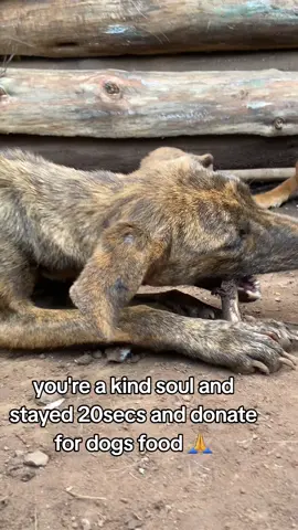 please friends am humbly and kindly requesting on your support towards my shelter please you visit our link is in bio to help us get food please 🙏 #shelterdog #growmyaccount #grow #Scotland #support #trending #pppppppppppppppp #doglover #dogsoftiktok 