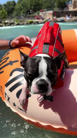 #bostonterrier #riverlife #floating #doglife