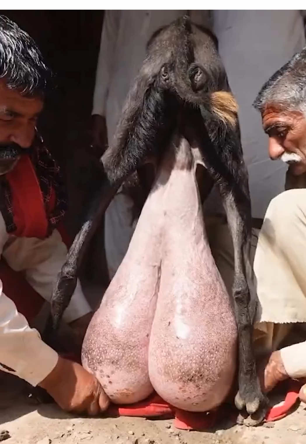 That goat has the biggest balls of them all 🍒🐐💀 . . . . . . . . . . . . . . . . . #goat #goatsofinstagram #acdc #farm #goatmilk #goatlove #fyp #foryoupage 