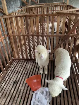 halo geng