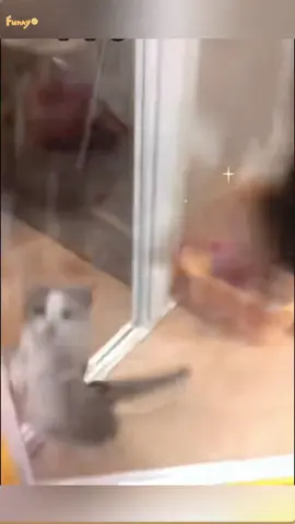 Cute Cat, Funny Cat #catvideo #catstok #pet #catsoftktok #funnycats #funnyvideos #kitty #cozyvibes #petlife 