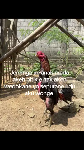 Kiro” ono ra#fyp #salamsatuhobi #fypage 