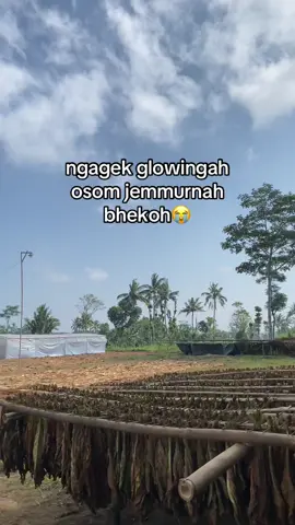 tolos tak glowing😂 @Litaaa✨ @Linda Sigeboy #tembakau #fypシ゚viral #bestvideo #tembakaujember #fypシ゚viral #quotestory #quotesmadura #musimtembakau 
