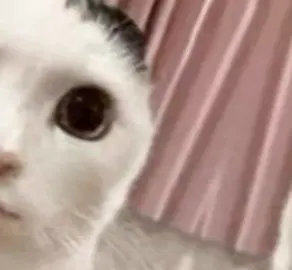 This is horrendous  #fyp #fypシ #fyppppppppppppppppppppppp #fypシ゚viral #cat #meme #stupid #silly #edit #badedit #funny #mh #brainrot #dumb 