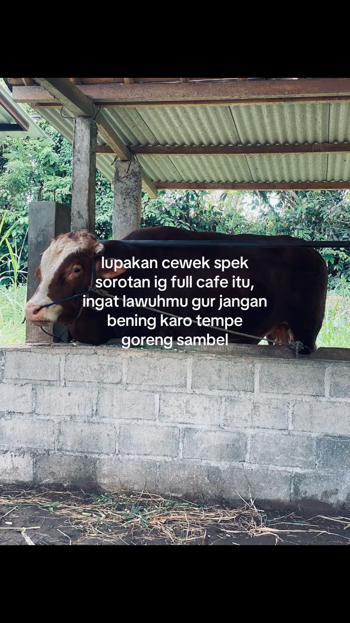 #sapijumbo #peternaksapiindonesia #sapijumbo #fypシ゚ 
