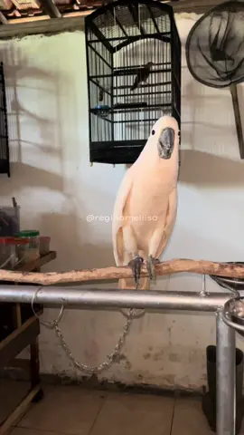Yakub si penakut dan suka meloloskan diri 🦜