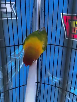 #CapCut gayamu nduk 🤗 #lovebirds #lovebirdmaniaindonesia #lovebirdindonesia #lovebirds #lovebirdfigter #lovebirdkonslet #kopdarlovebirdindonesia #kicaumaniaindonesia #lovebirds❤️❤️ #fypシ゚viral #fypage #fyppppppppppppppppppppppp 