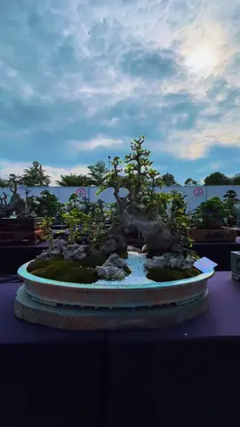 Cầu từng đẳng cấp #duốibonsai #duối_bonsai #duối #xuhuong #bonsai#caycanhnghethuat 