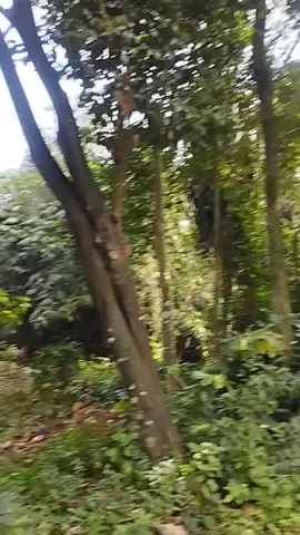 rasa penasaran saya pun terobati saya ucapkan terima kasih karna telah merawat sisa-sisa leleuhur kita#sejarahsunda #jagaalam #sejarah #alamjawabarat 