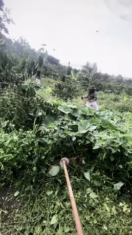 Năng mưa gì cũng làm 😚😊#Ri_Làm_Rẫy #nôngdan #xuhuong2023🥰 #fun #phátco 