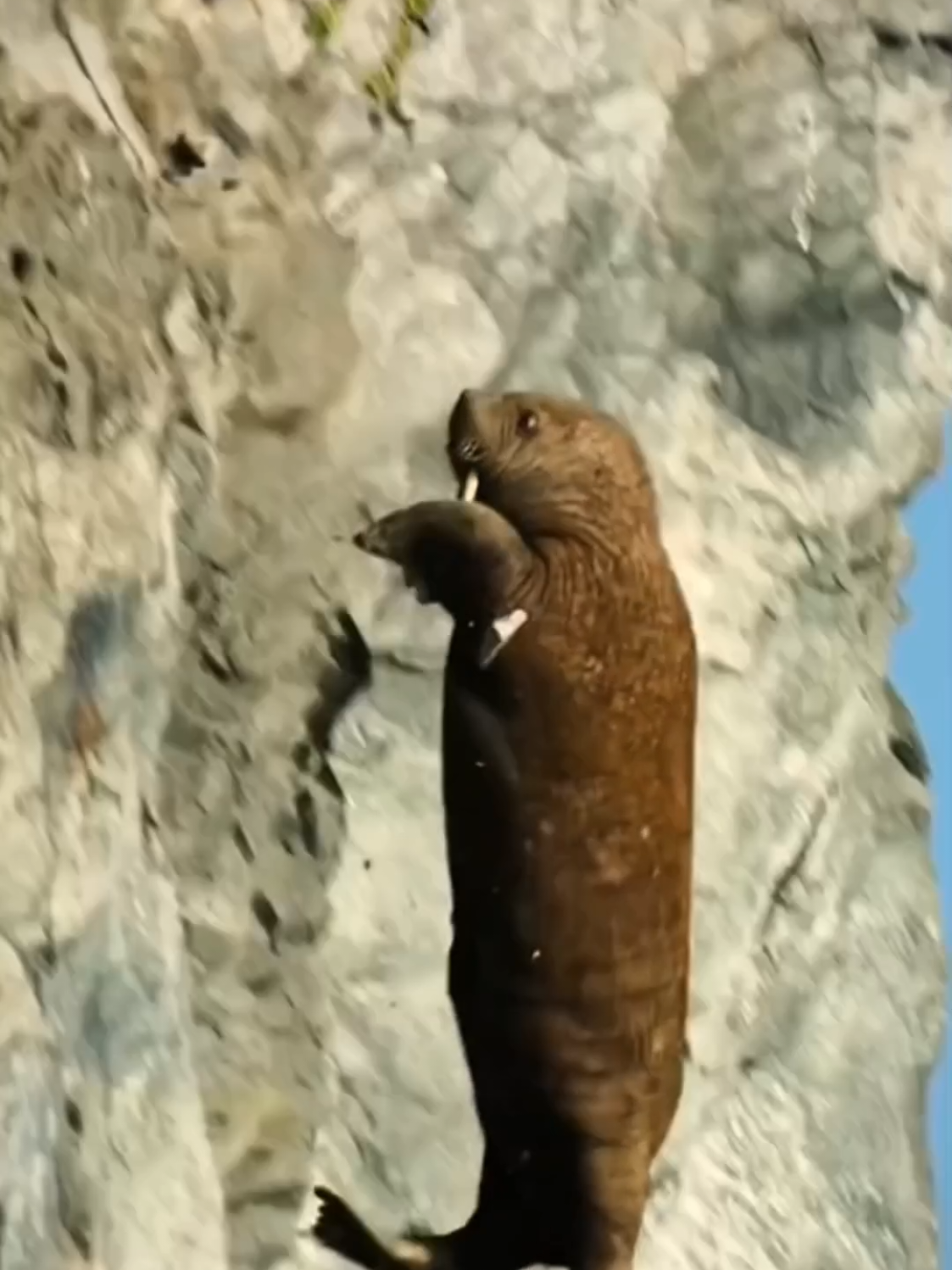 Nature’s toughest survivors... from cliffs to snow – watch till the end#animalworld #goat🐐 #forupage #nature 