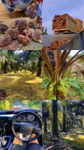 only as young oil palm plantation farmers #berandatiktok #kelapasawit #kebunsawit #cinematic  #petanimuda #justforcontent #abraliang 
