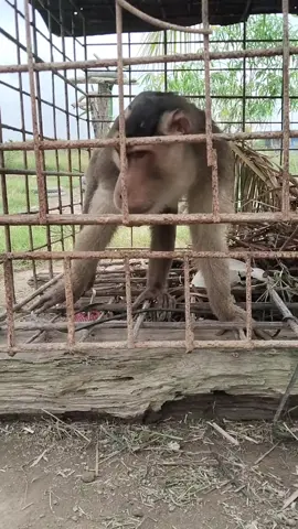 mulai bereaksi setelah di rukiyah 🤣😭😭#monyetlucu #monyet #masukberanda #semuaorang #fypシ゚viral 