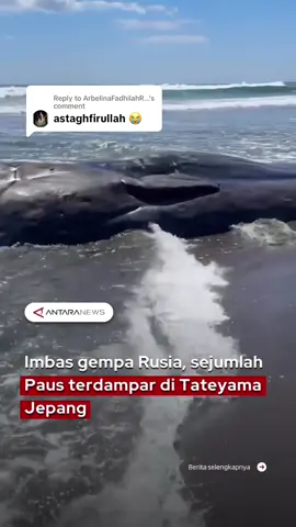 Replying to @ArbelinaFadhilahR... Sejumlah paus ditemukan terdampar di sepanjang garis pantai Kota Tateyama, Prefektur Chiba, Jepang. Insiden tersebut terjadi hanya beberapa jam setelah gempa 8,7 magnitudo mengguncang lepas pantai Pasifik Rusia dan memicu peringatan tsunami di Jepang serta Amerika Serikat. Badan Meteorologi Jepang (JMA) melaporkan bahwa gelombang tsunami pertama dengan tinggi sekitar 30 sentimeter mencapai wilayah Hokkaido pada pukul 10.40 waktu setempat. Menurut ahli biologi laut, paus biasanya aman saat berada di perairan dalam karena gelombang tsunami hanya terasa kecil di sana. Namun, ketika gelombang mendekati daratan, arus laut bisa berubah drastis. #paus #pausterdampar #gemparusia #jepang #tiktokberita #fyp #longervideos 